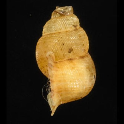 アナフェクチヒレ (仮称) Chondrothyrella petricosa anafensefig.3