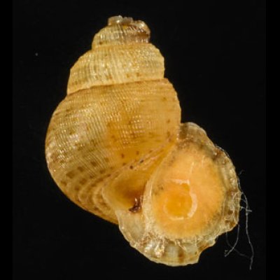 アナフェクチヒレ (仮称) Chondrothyrella petricosa anafensefig.1