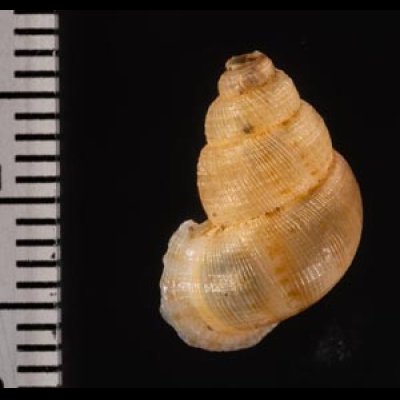 アナフェクチヒレ (仮称) Chondrothyrella petricosa anafensefig.2