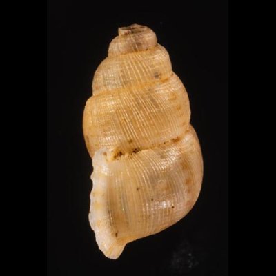 アナフェクチヒレ (仮称) Chondrothyrella petricosa anafensefig.3