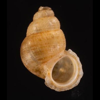 アナフェクチヒレ (仮称) Chondrothyrella petricosa anafensefig.1