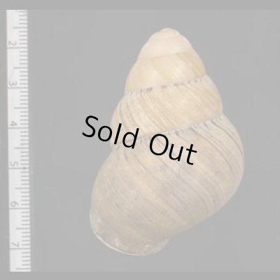 画像2: コガタチカオゴシキマイマイ (仮称)