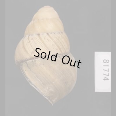 画像3: コガタチカオゴシキマイマイ (仮称)