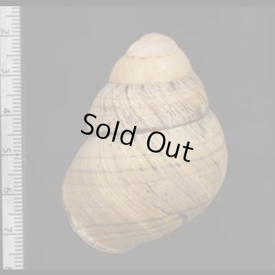 画像2: コガタチカオゴシキマイマイ (仮称)