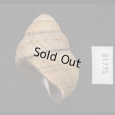 画像3: コガタチカオゴシキマイマイ (仮称)