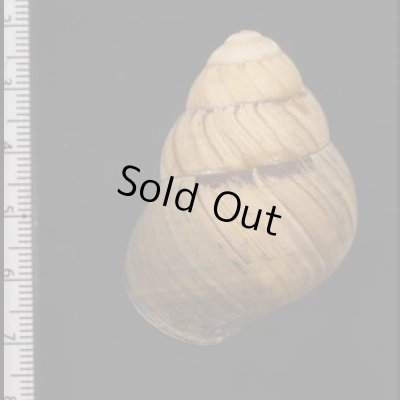 画像2: コガタチカオゴシキマイマイ (仮称)