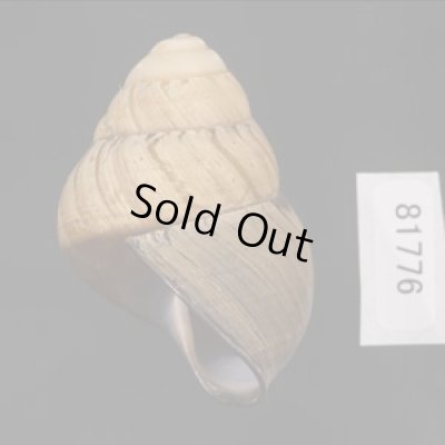 画像3: コガタチカオゴシキマイマイ (仮称)