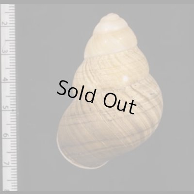 画像2: コガタチカオゴシキマイマイ (仮称)