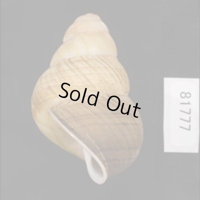 画像3: コガタチカオゴシキマイマイ (仮称)