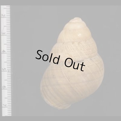 画像2: コガタチカオゴシキマイマイ (仮称)