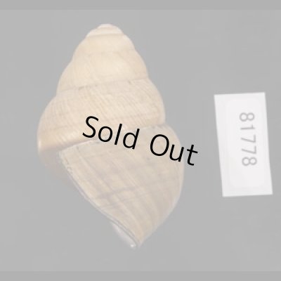 画像3: コガタチカオゴシキマイマイ (仮称)