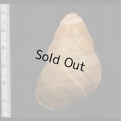 画像2: コガタチカオゴシキマイマイ (仮称)