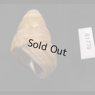 画像3: コガタチカオゴシキマイマイ (仮称)