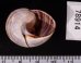 チソウコダママイマイ (仮称) Polymita picta fuscofasciatafig.3