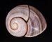 チソウコダママイマイ (仮称) Polymita picta fuscofasciatafig.1