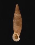 Albinaria percristata vallicola アンタルヤフクレクビカドギセル (仮称)
