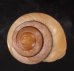 メダママイマイ Asperitas sparsafig.2