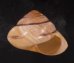 メダママイマイ Asperitas sparsafig.1