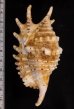 ムラサキムカデソデ Ophioglossolambis violaceafig.2