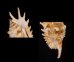 ムラサキムカデソデ Ophioglossolambis violaceafig.3