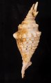 ムラサキムカデソデ Ophioglossolambis violaceafig.4