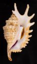 ムラサキムカデソデ Ophioglossolambis violaceafig.1