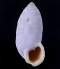 Cerion tridentatum ミツマタオオタワラ (仮称)