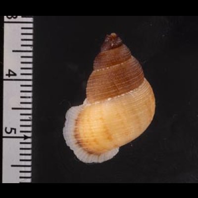 アミメクチヒレの亜種02 Chondrothyra reticulata fratenafig.2