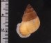 アミメクチヒレの亜種02 Chondrothyra reticulata fratenafig.2