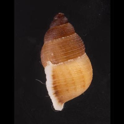 アミメクチヒレの亜種02 Chondrothyra reticulata fratenafig.3