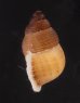 アミメクチヒレの亜種02 Chondrothyra reticulata fratenafig.3