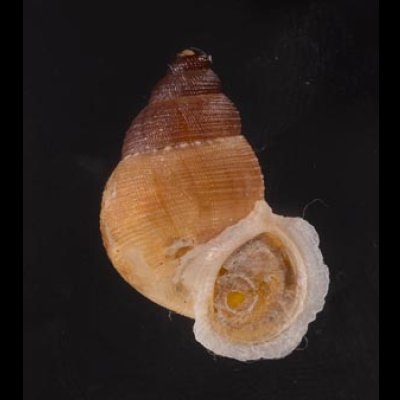 アミメクチヒレの亜種02 Chondrothyra reticulata fratenafig.1