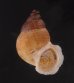 アミメクチヒレの亜種02 Chondrothyra reticulata fratenafig.1