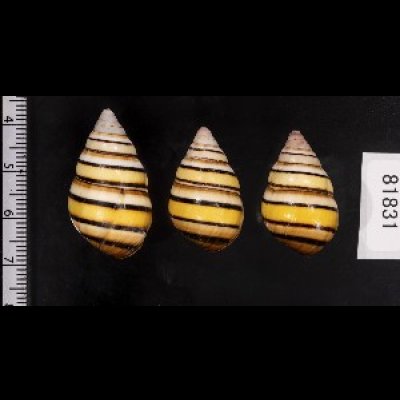 画像2: ハタイトヒキマイマイ SALE!