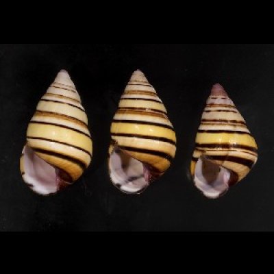 画像1: ハタイトヒキマイマイ SALE!