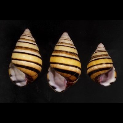 画像1: ハタイトヒキマイマイ SALE!