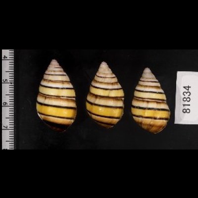 画像2: ハタイトヒキマイマイ SALE!