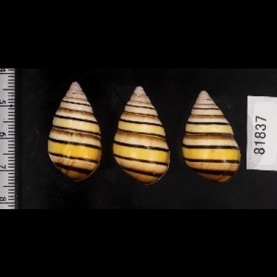 画像2: ハタイトヒキマイマイ SALE!