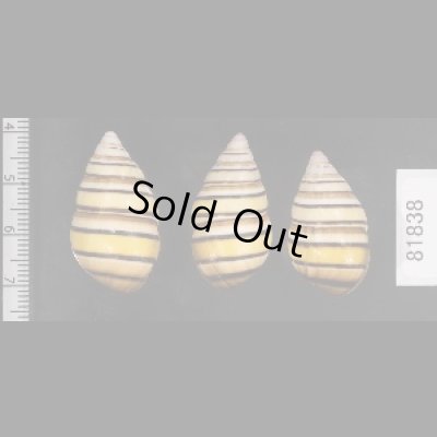 画像2: ハタイトヒキマイマイ SALE!