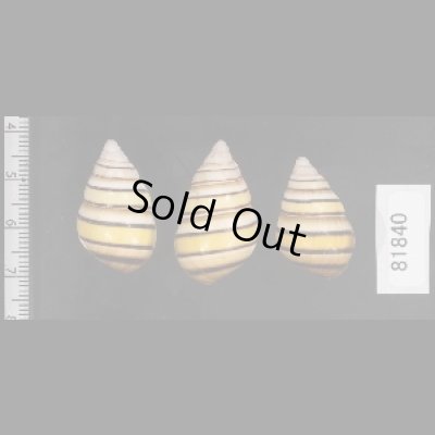 画像2: ハタイトヒキマイマイ SALE!