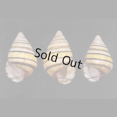 画像1: ハタイトヒキマイマイ SALE!