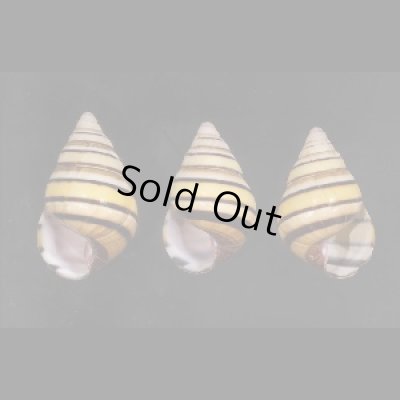 画像1: ハタイトヒキマイマイ SALE!