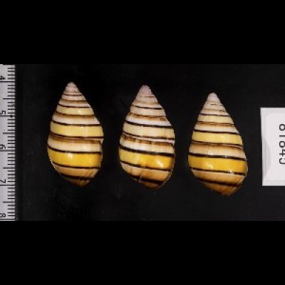 画像2: ハタイトヒキマイマイ SALE!