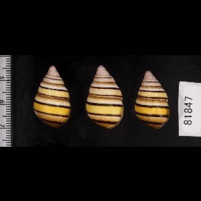 画像2: ハタイトヒキマイマイ SALE!