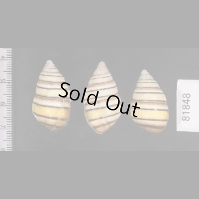 画像2: ハタイトヒキマイマイ SALE!