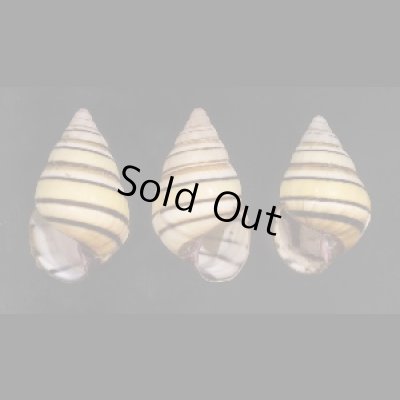 画像1: ハタイトヒキマイマイ SALE!