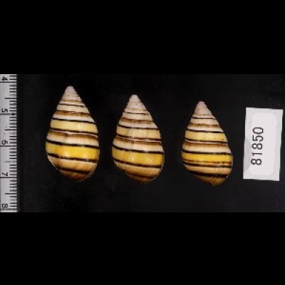 画像2: ハタイトヒキマイマイ SALE!