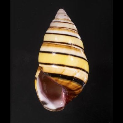 画像1: ハタイトヒキマイマイ