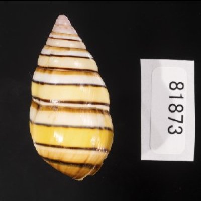 画像2: ハタイトヒキマイマイ