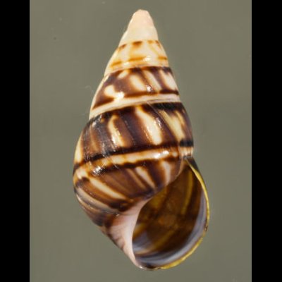 サンタマリアイトヒキマイマイ (仮称) Liguus fasciatus sanctamariaefig.1